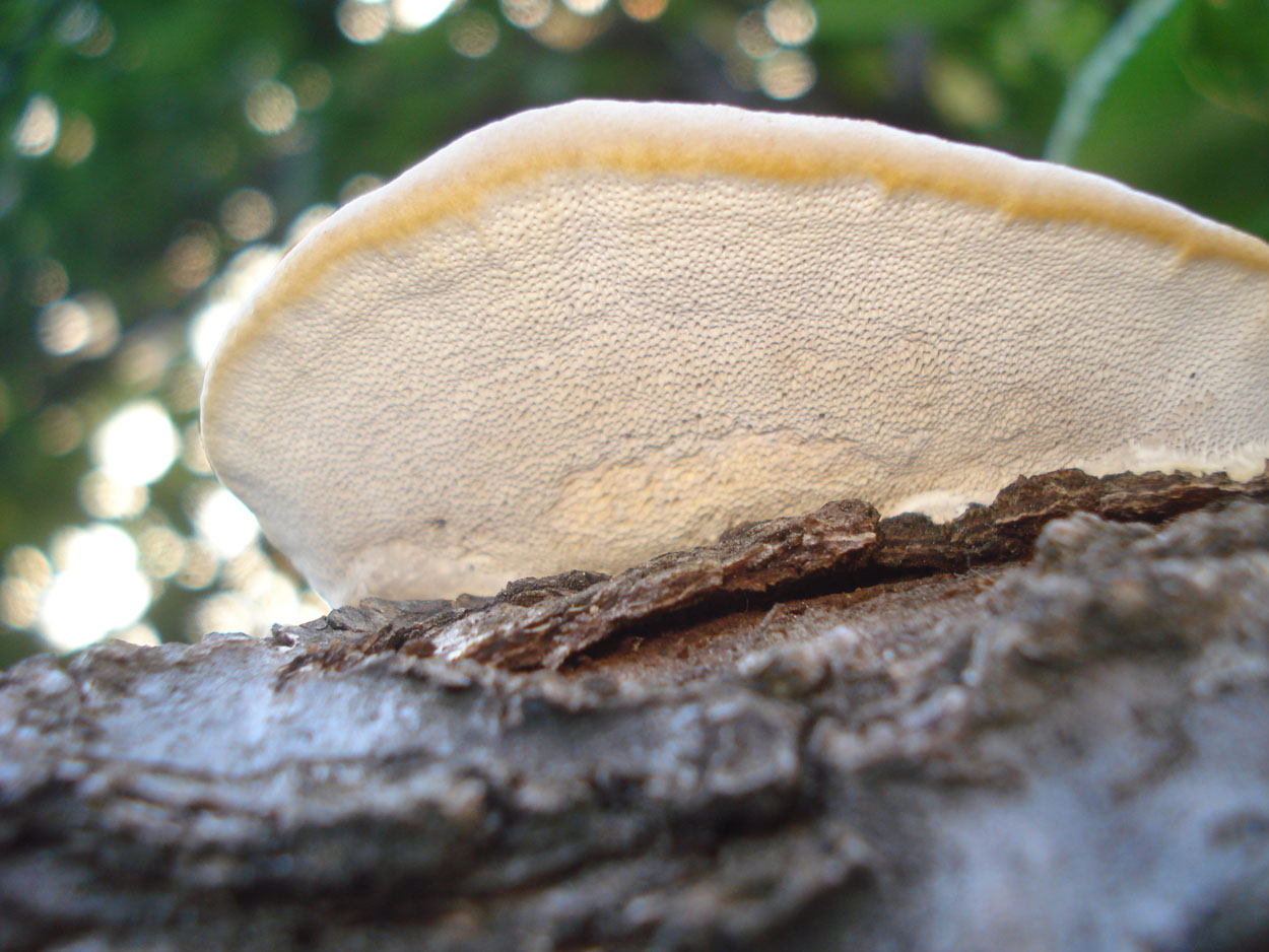 strano fungo (Trametes hirsuta)